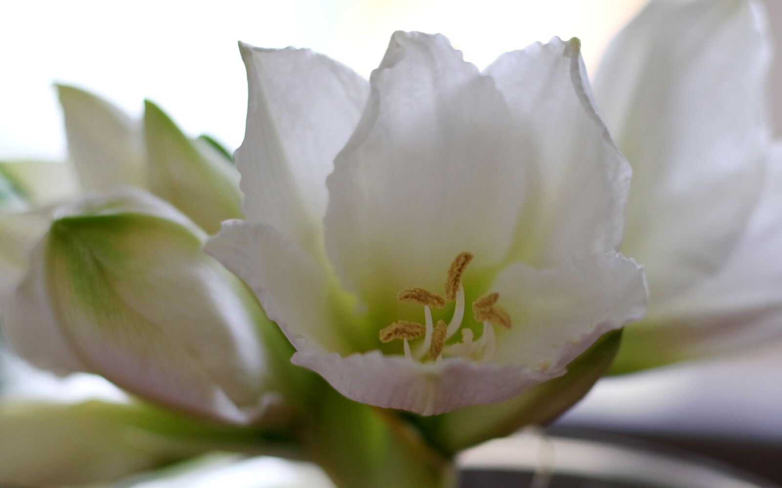 Canon EOS 7D Mark II sample photo. Amaryllis, white, transparent photography