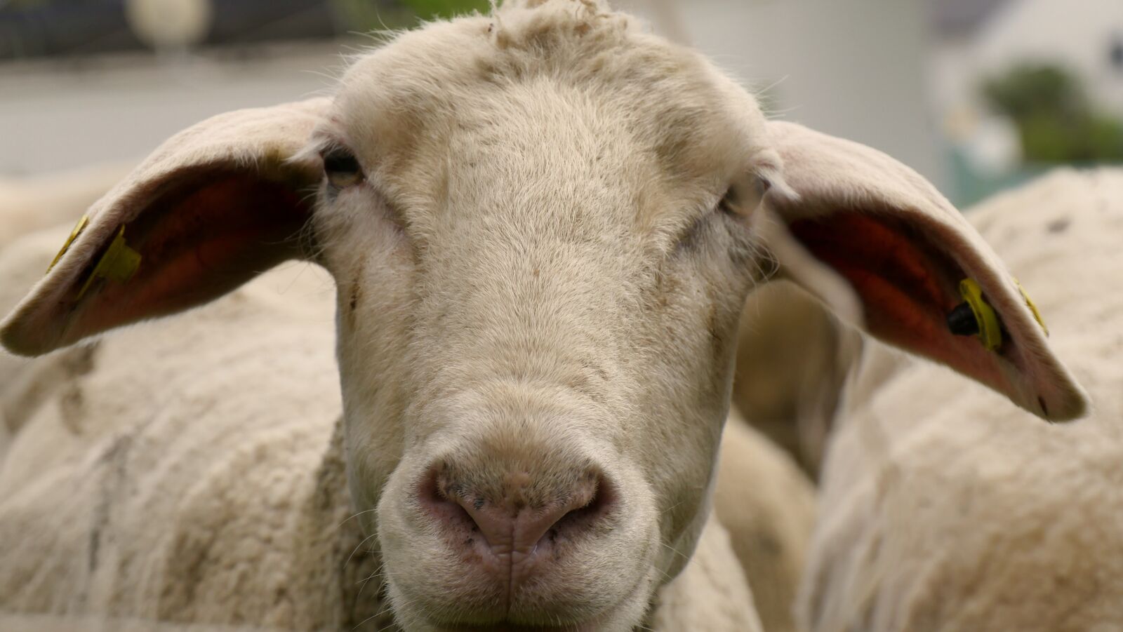 Panasonic Lumix G Vario 14-140mm F3.5-5.6 ASPH Power O.I.S sample photo. Sheep, cattle, wool photography