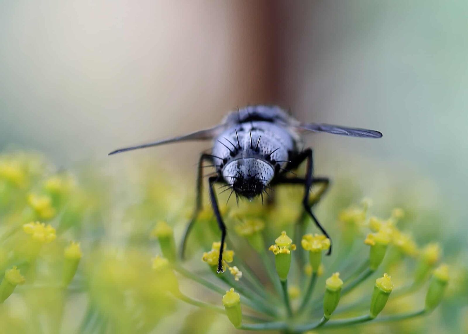 Canon EOS 1100D (EOS Rebel T3 / EOS Kiss X50) sample photo. Nature, insect, arthropod, macro photography