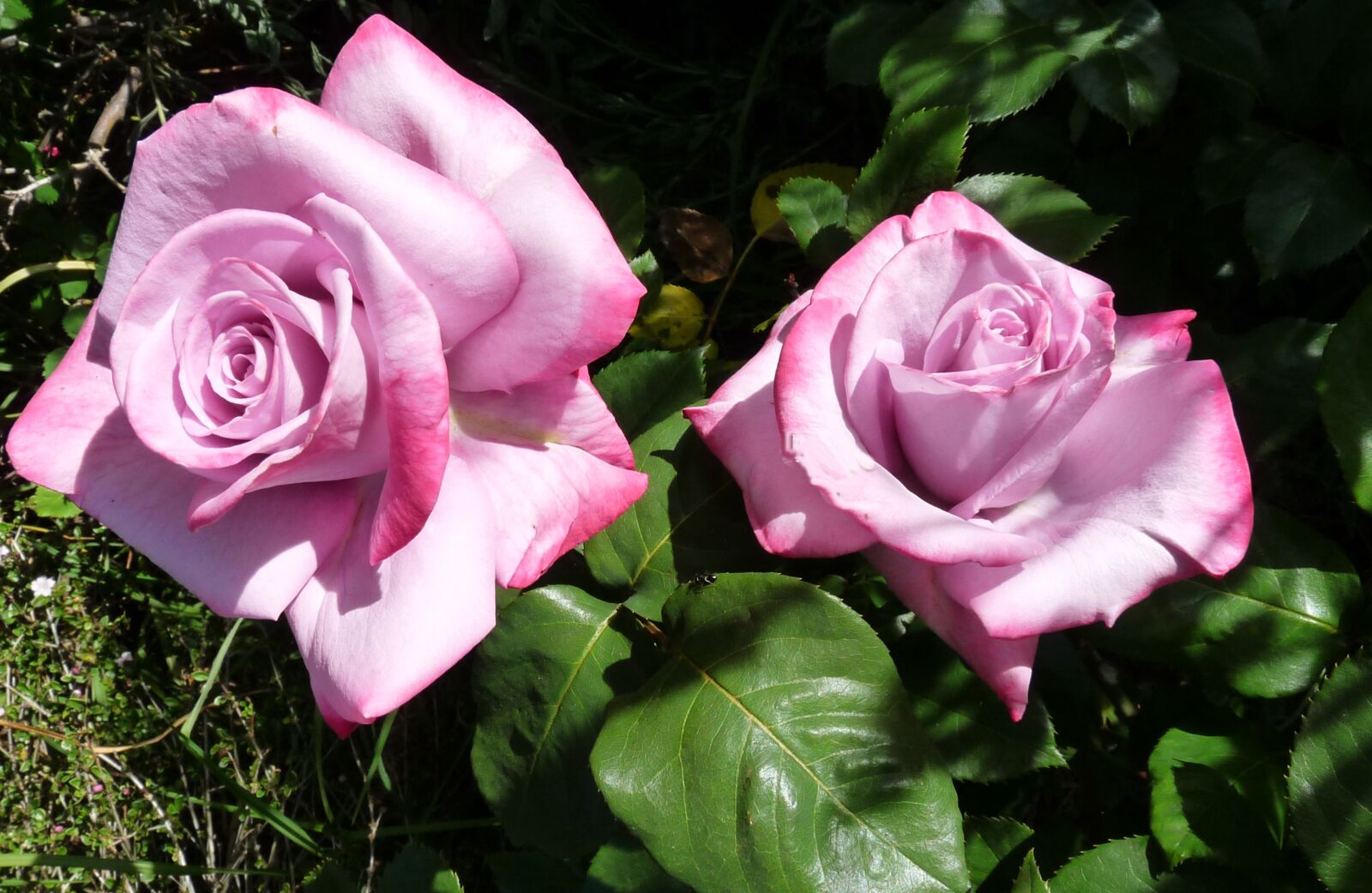 Panasonic Lumix DMC-FZ28 sample photo. Flowers, roses, mauve photography
