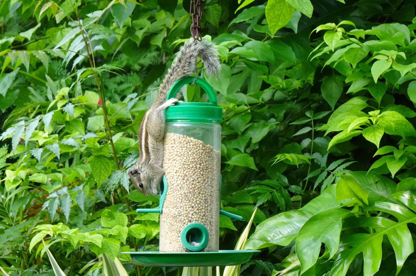 Sony DSC-WX800 sample photo. Squirrel, indian palm squirrel photography