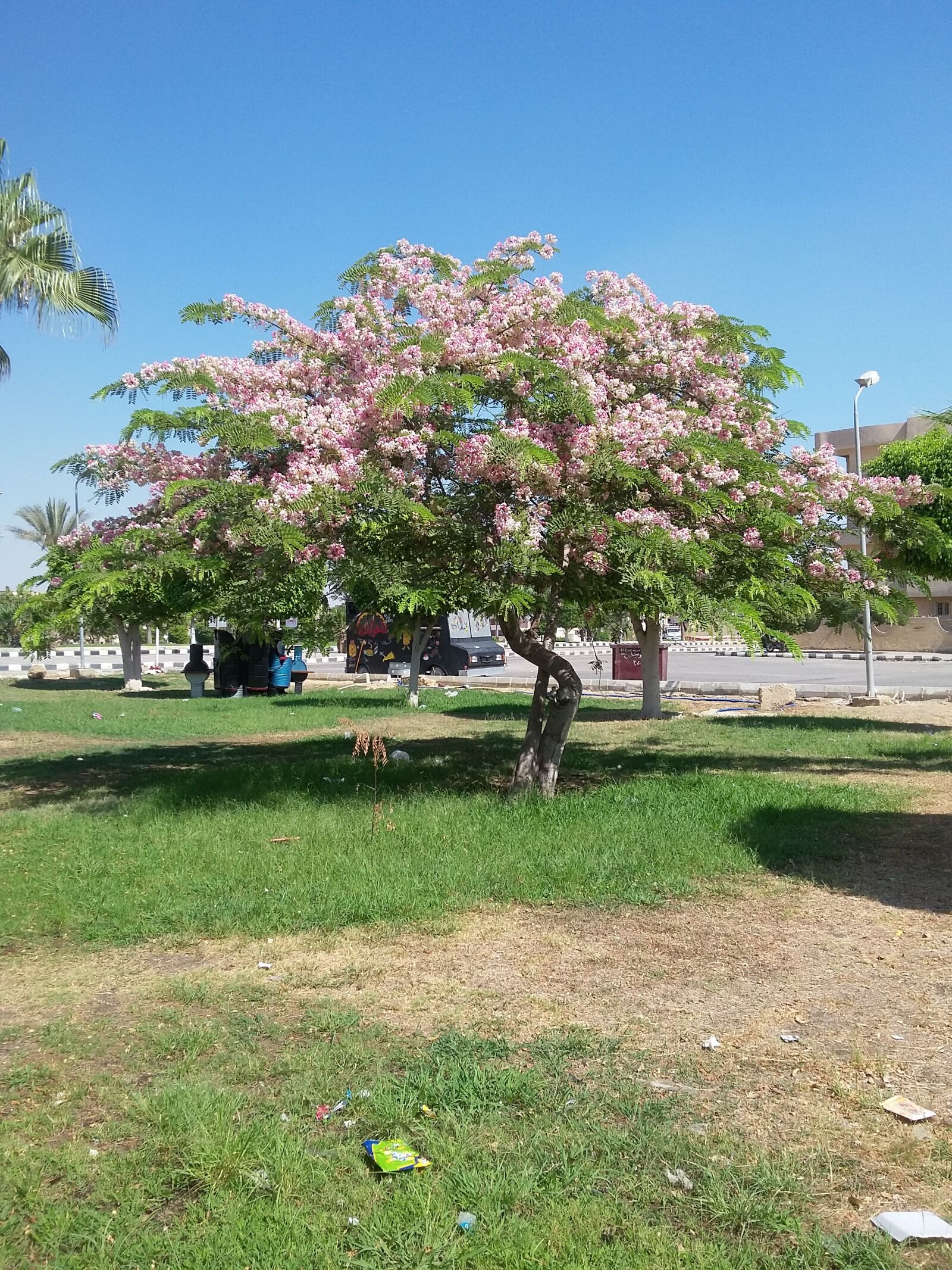 Samsung Galaxy Grand Prime sample photo. Tree, nature, flowers photography