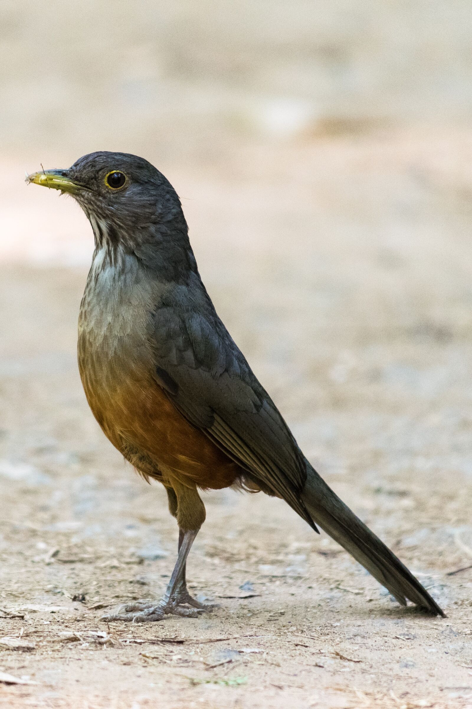 Nikon D5300 sample photo. Bird, nature, plumage photography