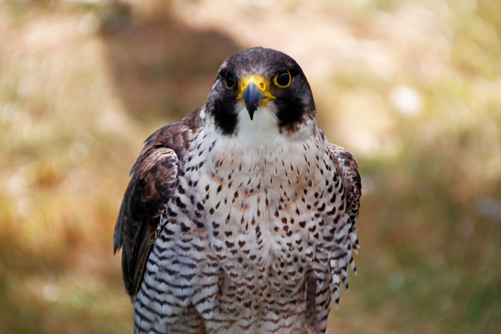 Canon EOS 650D (EOS Rebel T4i / EOS Kiss X6i) sample photo. Peregrine falcon, falco peregrinus photography