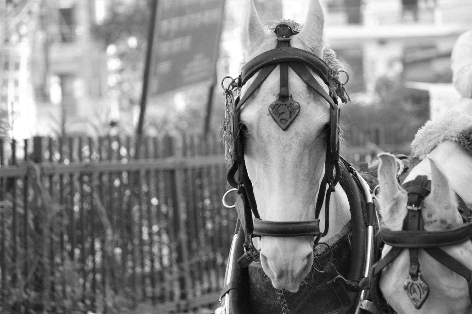 Canon EOS 1200D (EOS Rebel T5 / EOS Kiss X70 / EOS Hi) sample photo. Horse, neigh, animal photography