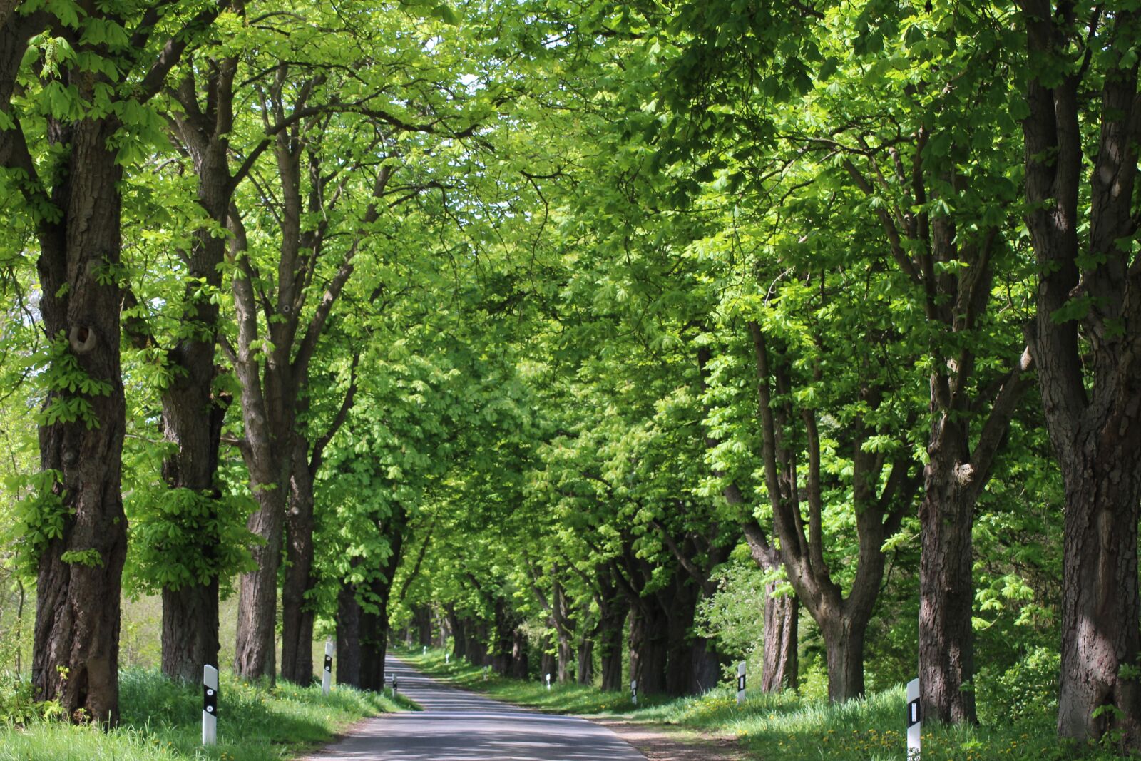 Canon EOS 1300D (EOS Rebel T6 / EOS Kiss X80) sample photo. Avenue, landscape, tree lined photography