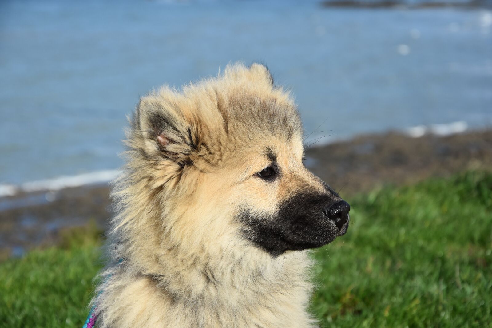 Nikon D5600 sample photo. Dog, dog portrait, dog photography