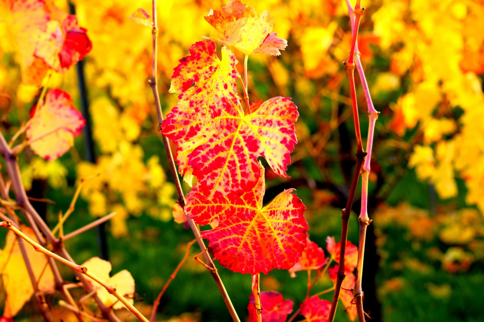 Fujifilm X-T20 sample photo. Vine leaves, autumn, wine photography