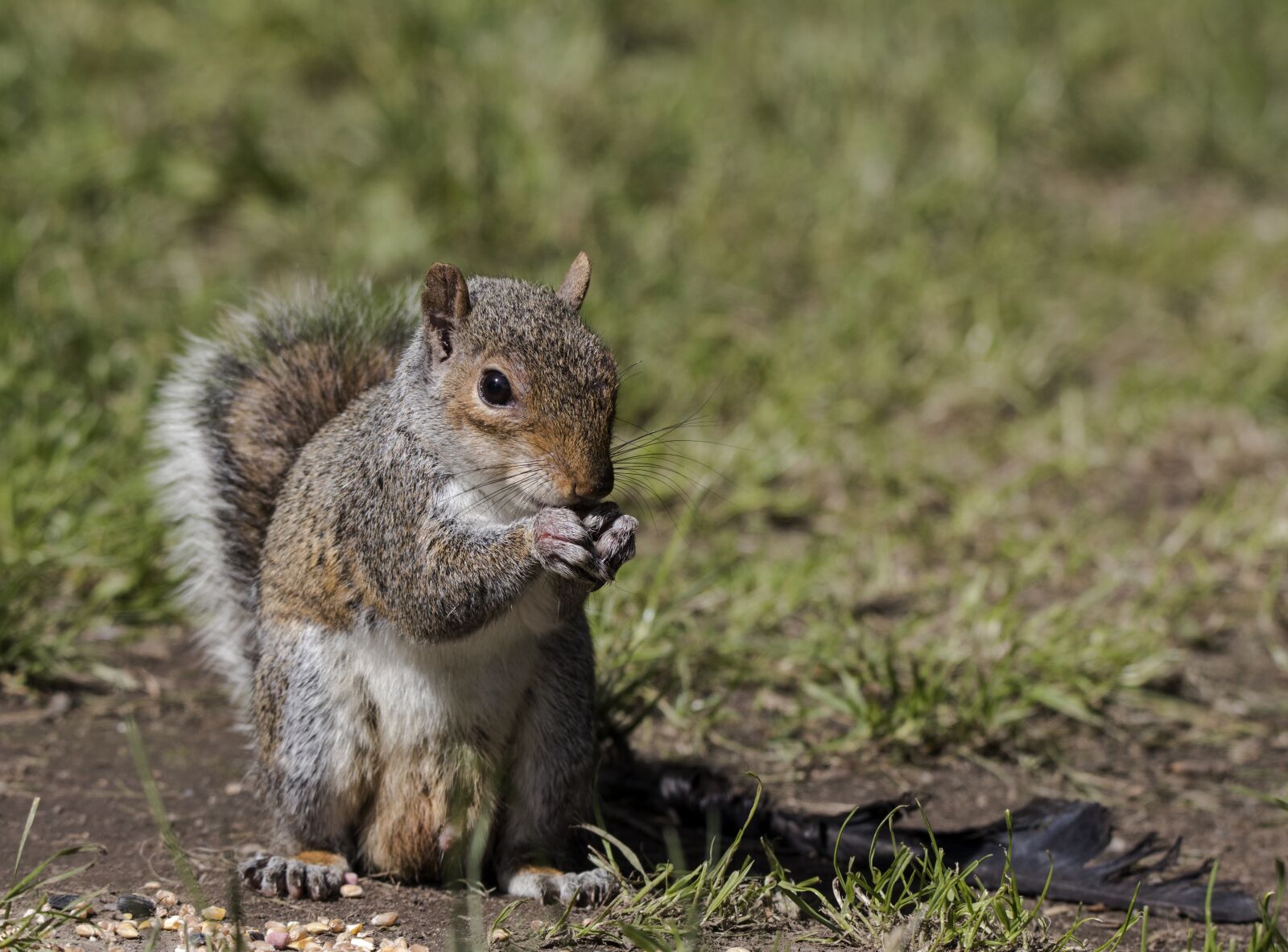 150-600mm F5-6.3 DG OS HSM | Contemporary 015 sample photo. Squirrel, nature, wildlife photography
