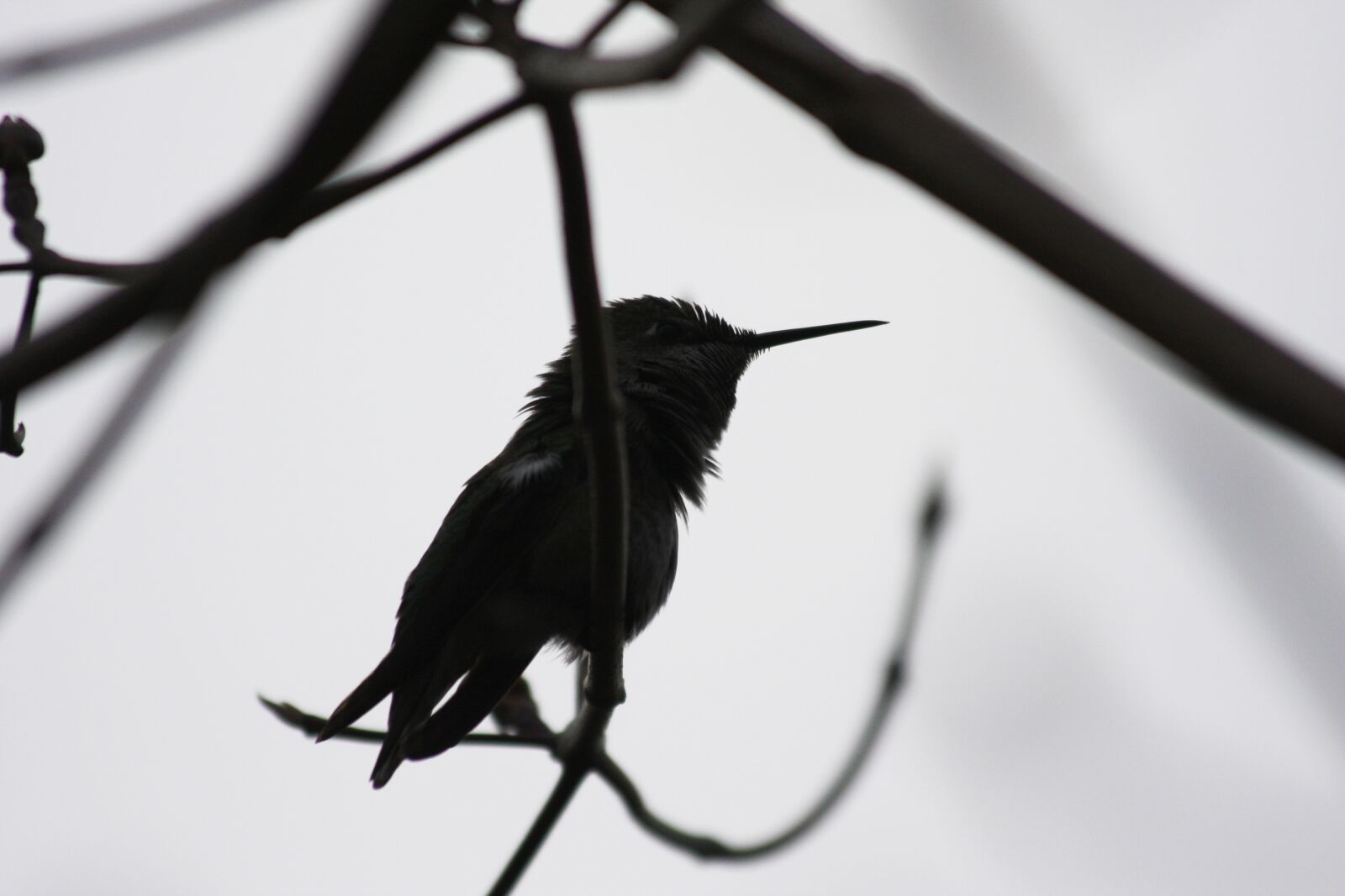 Canon EOS 40D sample photo. Hummingbird, bird, silhouette photography