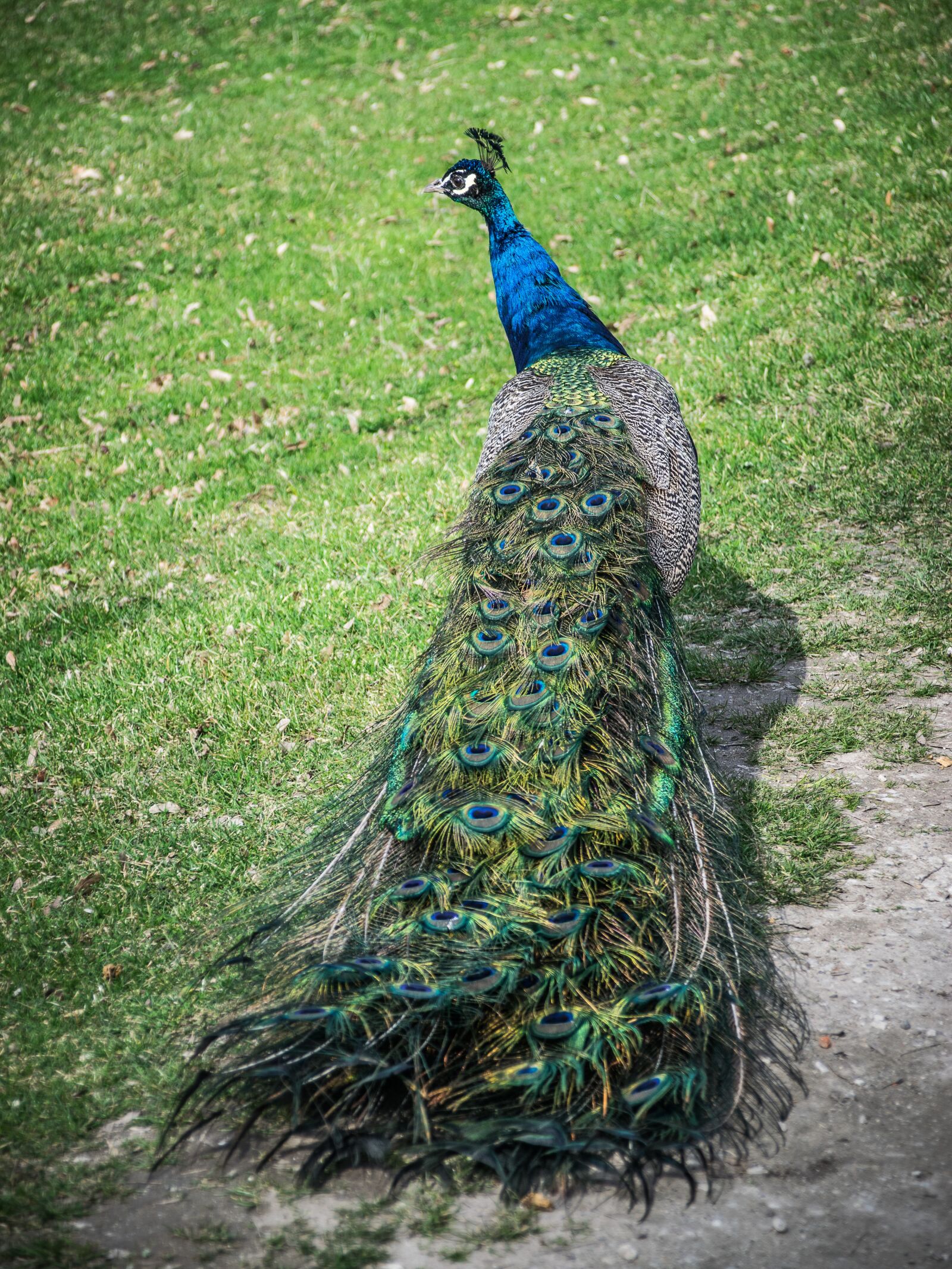Nikon D5300 sample photo. Peacock, colored, feather photography