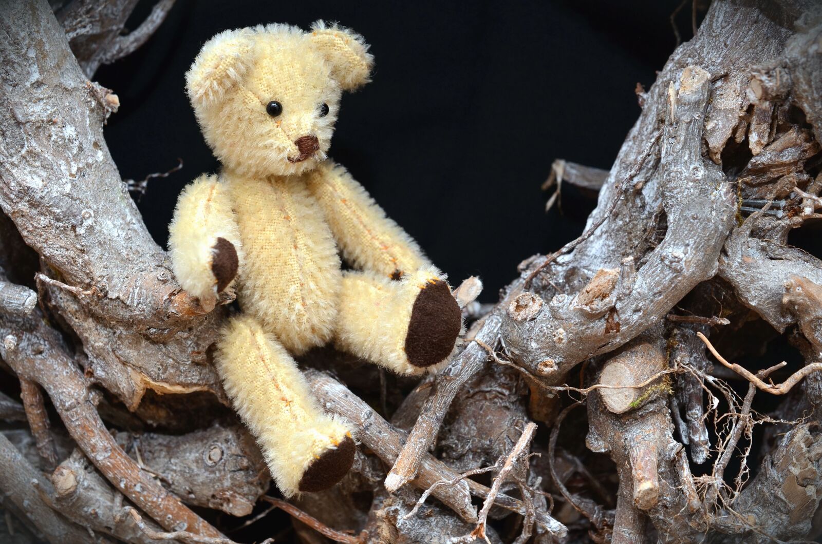 Nikon D5100 sample photo. Teddy bear, branch, toy photography