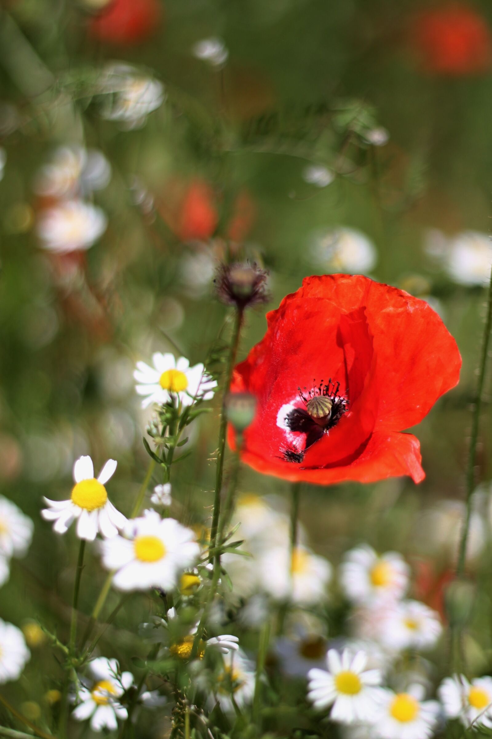 Canon EOS 1100D (EOS Rebel T3 / EOS Kiss X50) + Canon EF 50mm F1.8 II sample photo. Red weed, poppyhead, chamomile photography