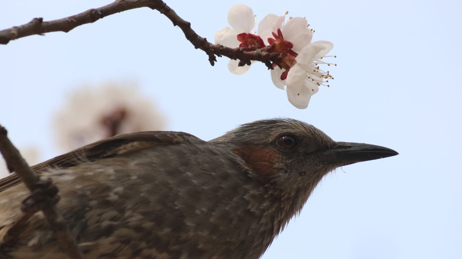 Canon EOS 750D (EOS Rebel T6i / EOS Kiss X8i) sample photo. New, nature, wildlife photography