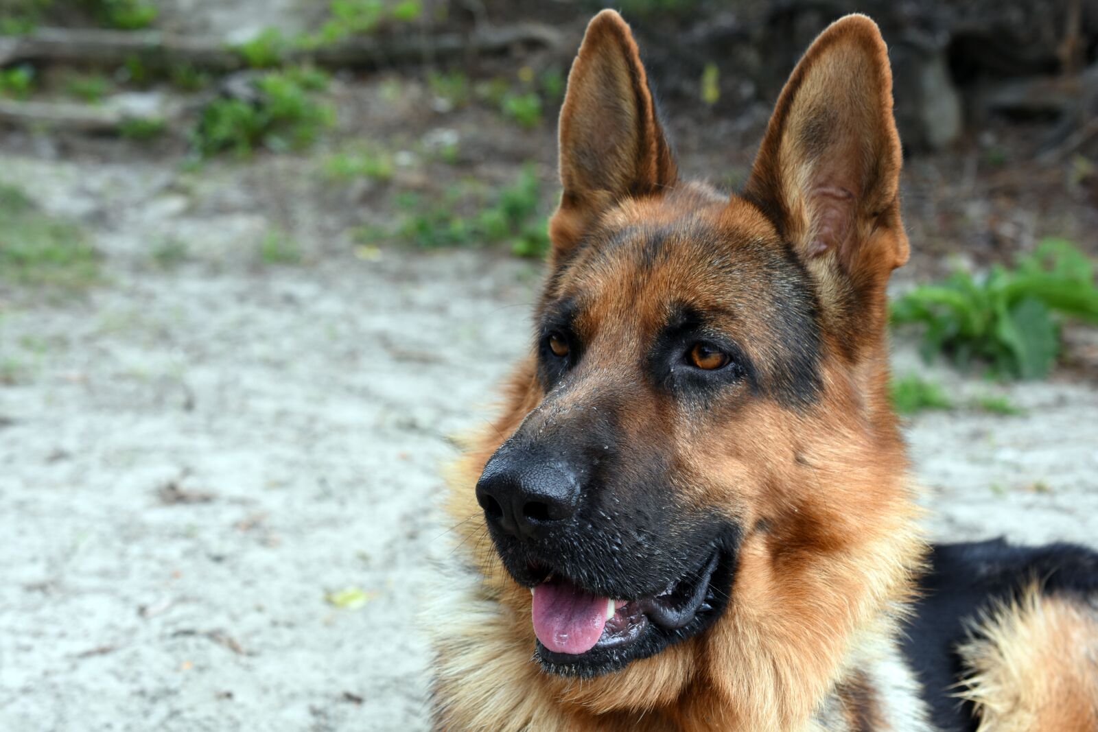 Nikon D7200 sample photo. Dog, animal, german shepherd photography