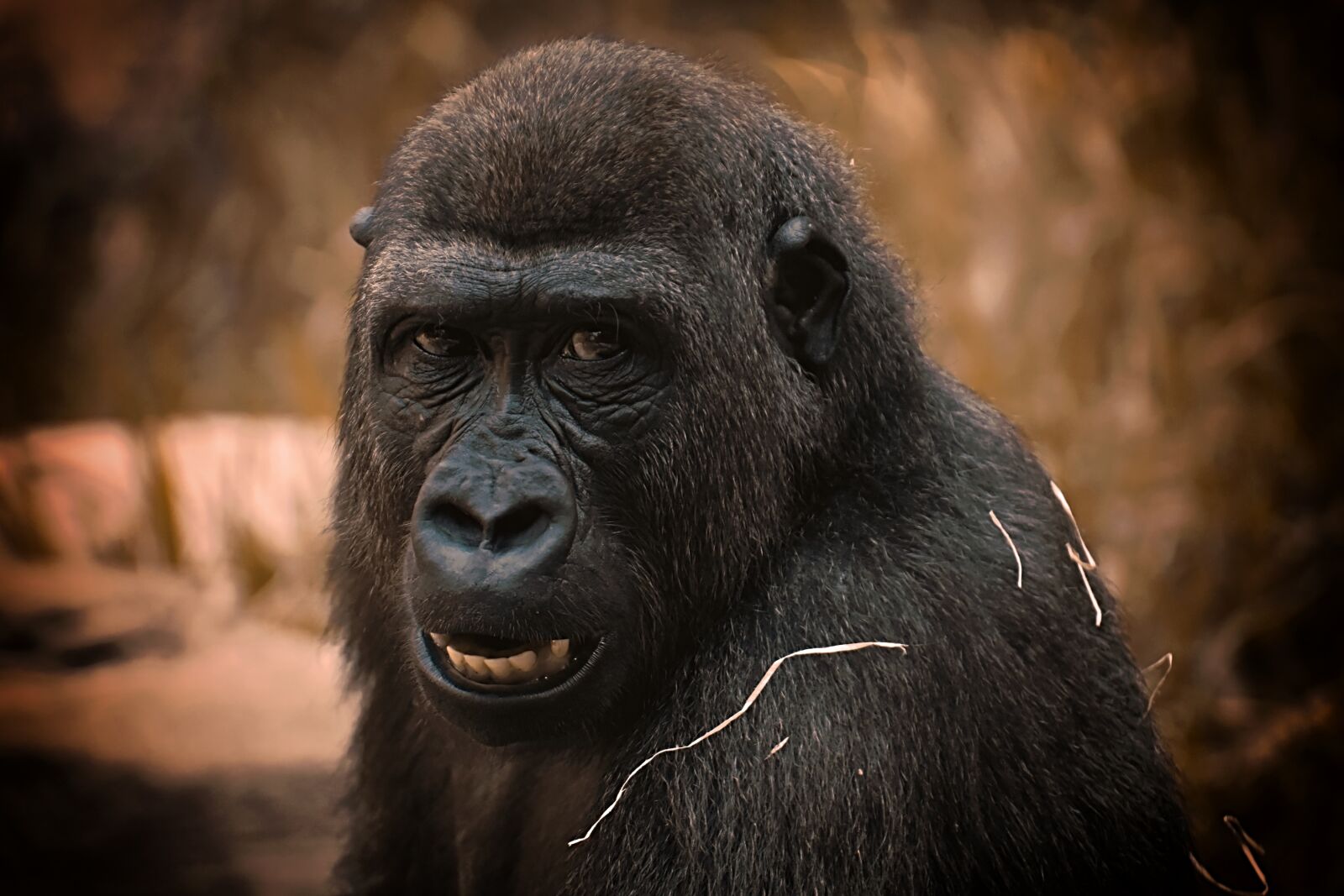 Nikon D7200 sample photo. Gorilla, monkey, animal photography