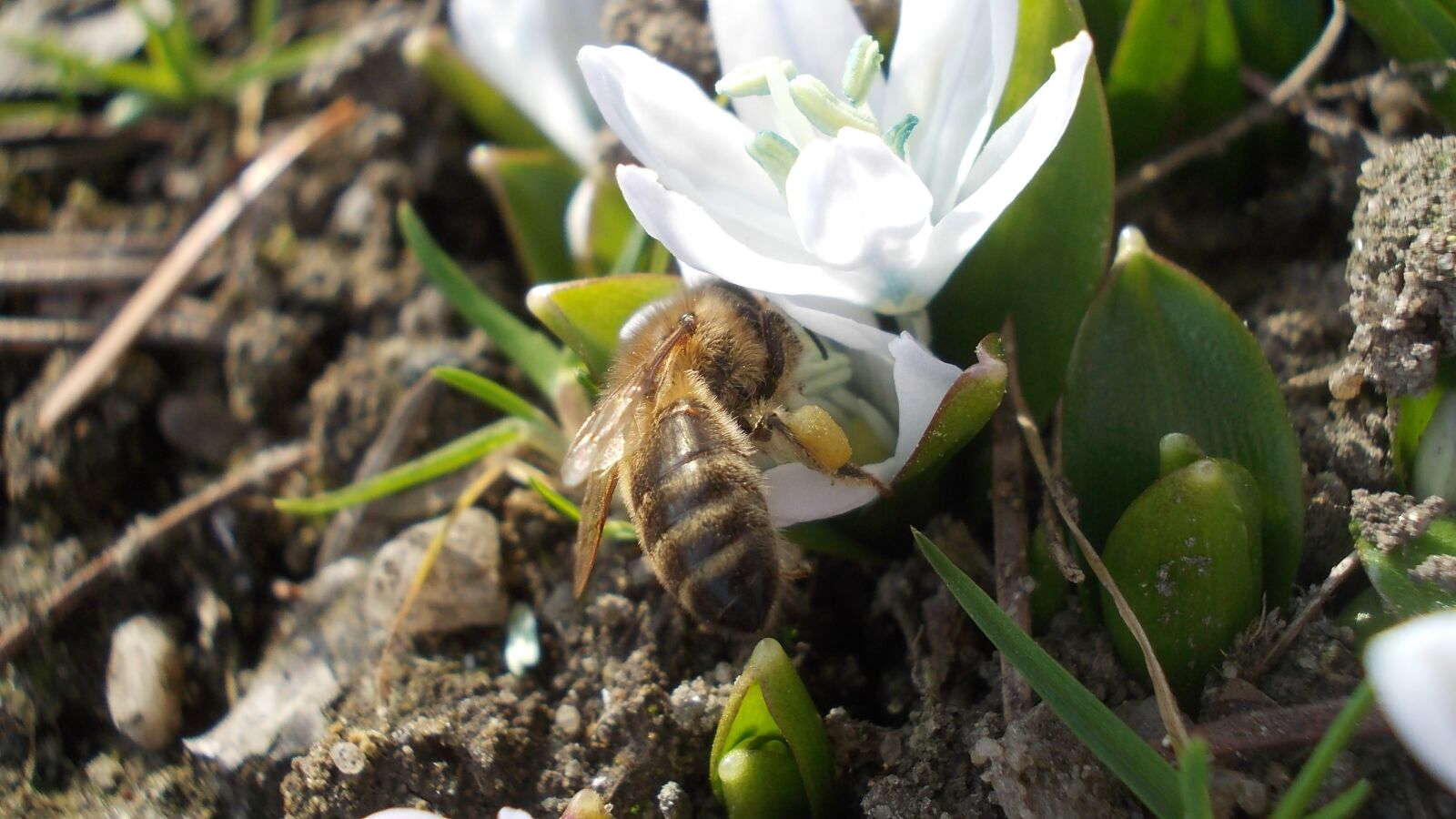Nikon COOLPIX L23 sample photo. Squill, white flower, bee photography
