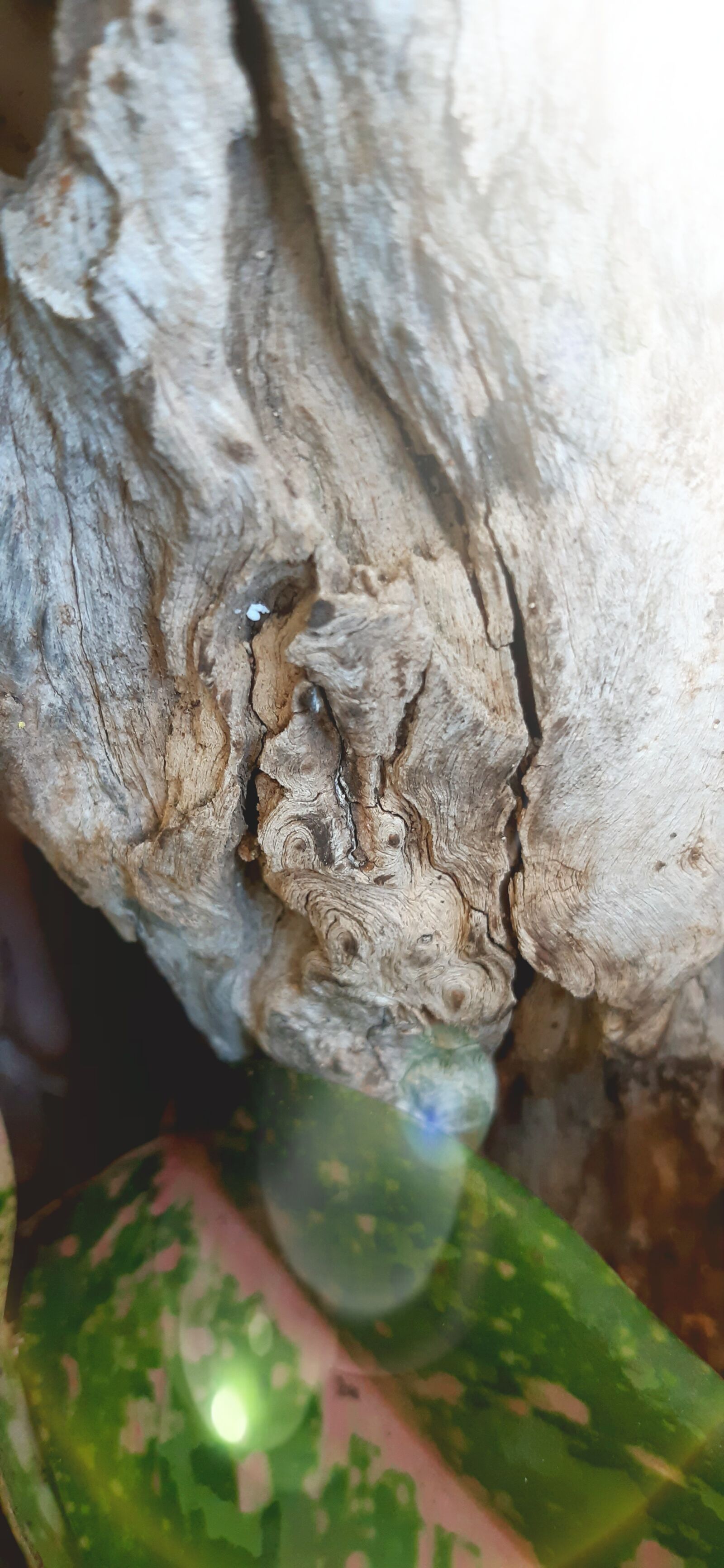Samsung Galaxy A30 sample photo. Tree, meditation, nature photography