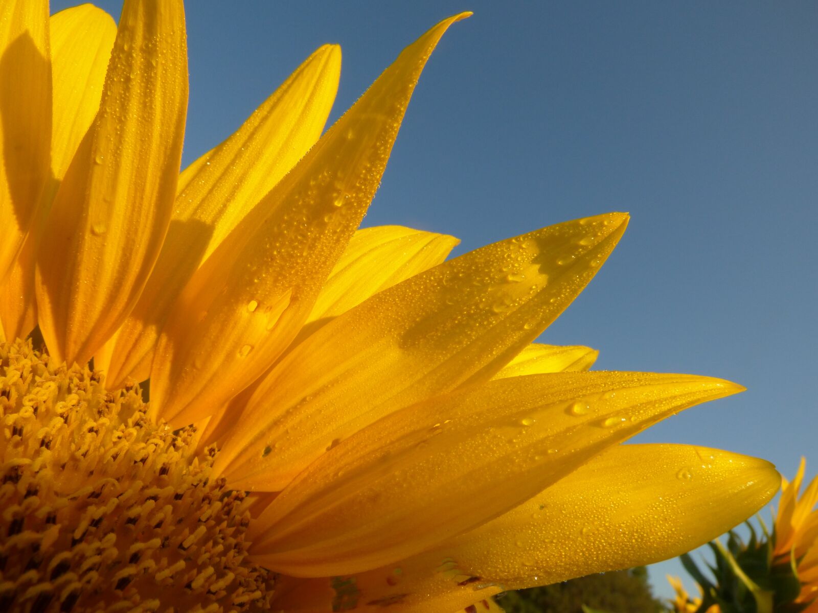 Panasonic Lumix DMC-FZ70 sample photo. Sunflower, dew, sunshine photography