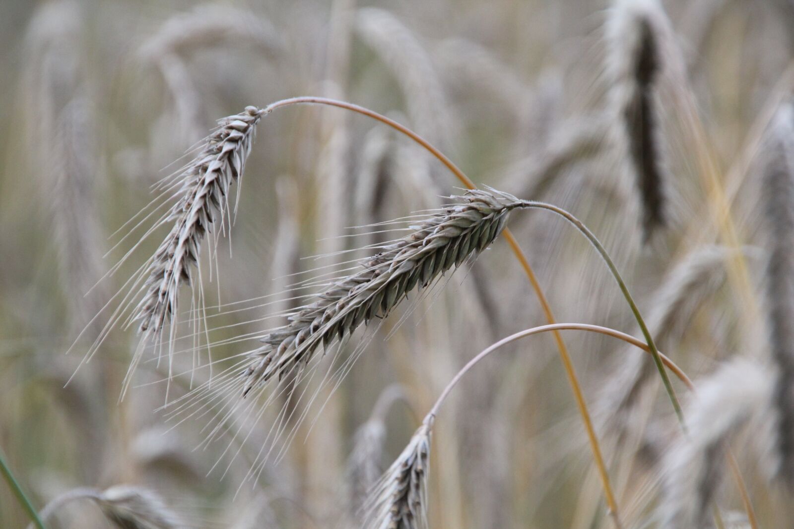 Canon EOS 550D (EOS Rebel T2i / EOS Kiss X4) sample photo. Cereals, barley, rye photography