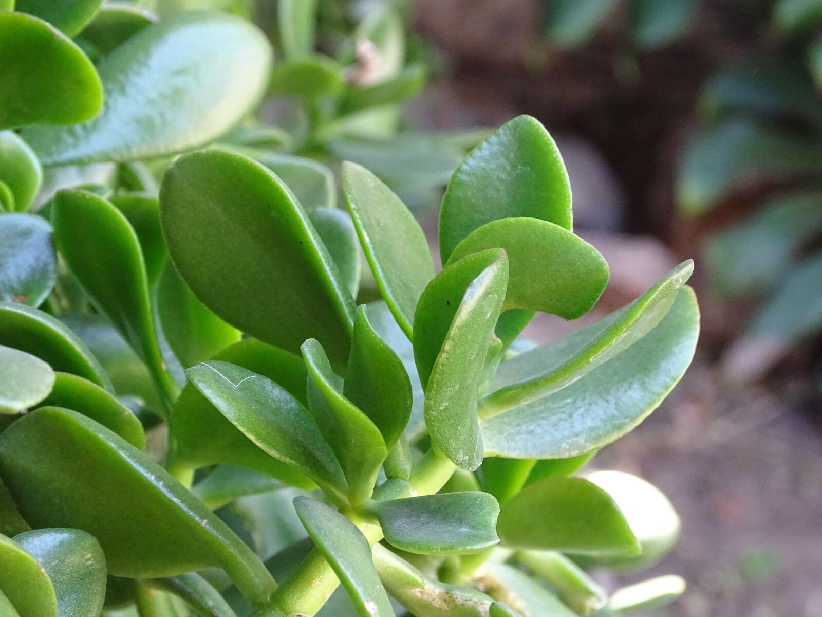 Sony Cyber-shot DSC-HX400V sample photo. Jardin, suculenta, vegetacion photography