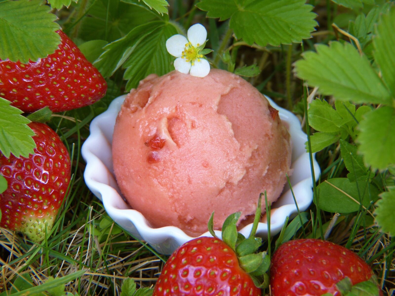 Panasonic Lumix DMC-FZ150 sample photo. Strawberry ice cream, strawberries photography