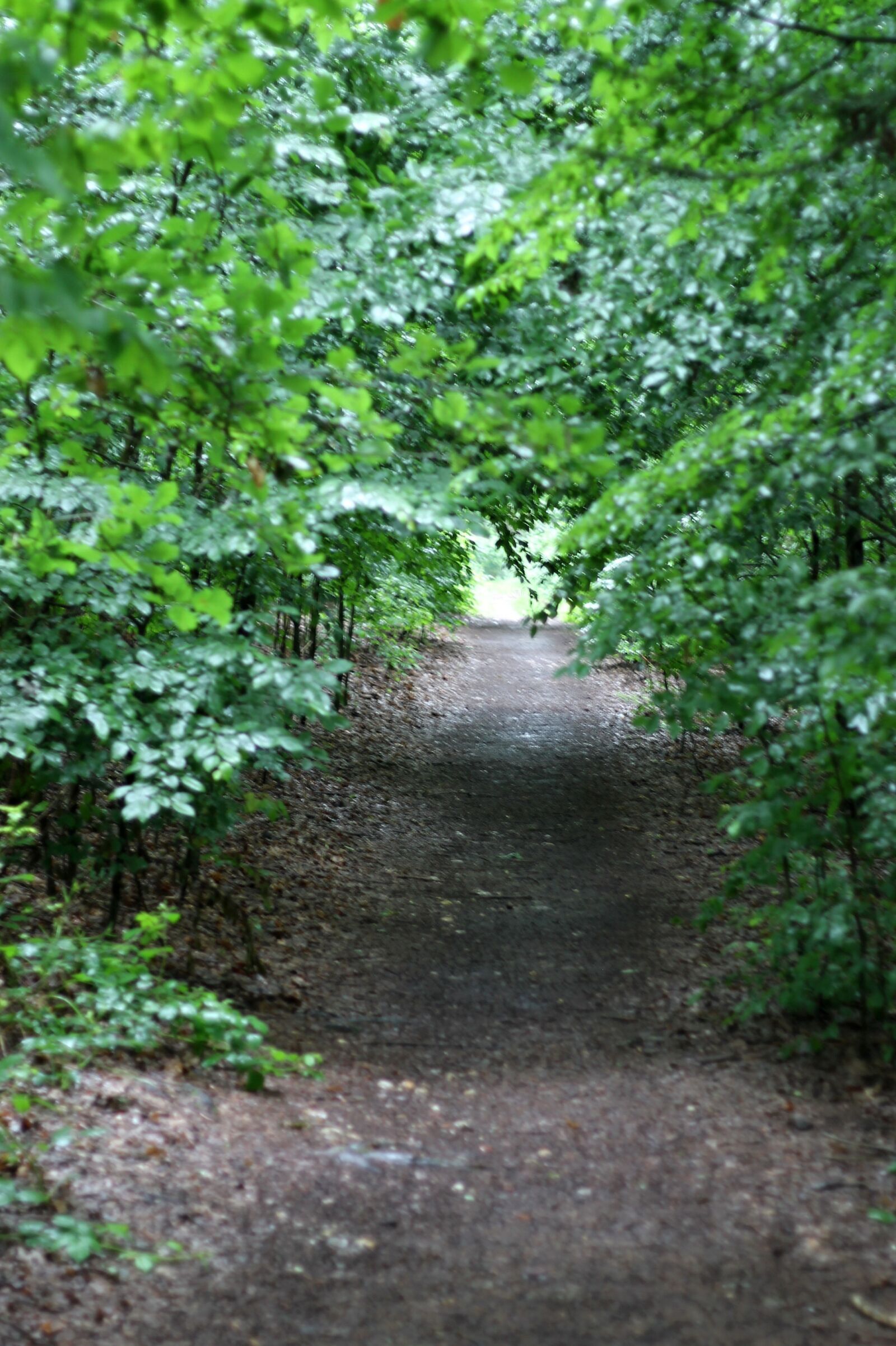 Canon EF 50mm F1.8 II sample photo. Path, arch, trees photography