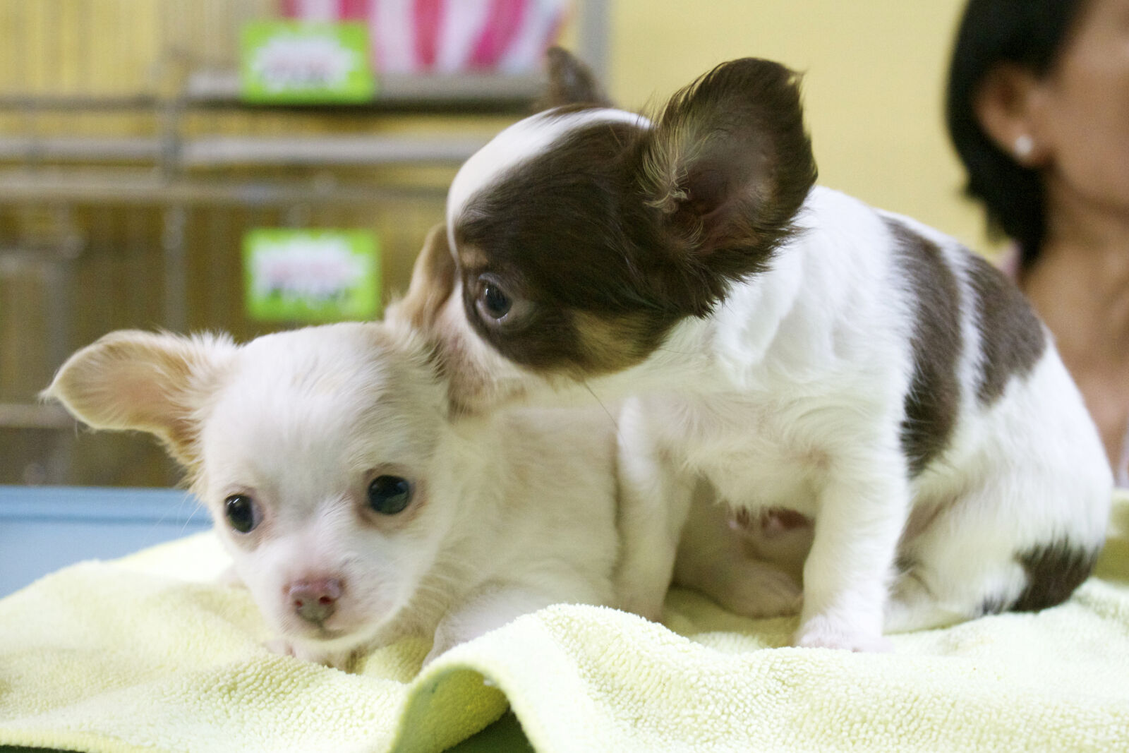 Canon EOS 550D (EOS Rebel T2i / EOS Kiss X4) sample photo. Cute, dogs, playing photography