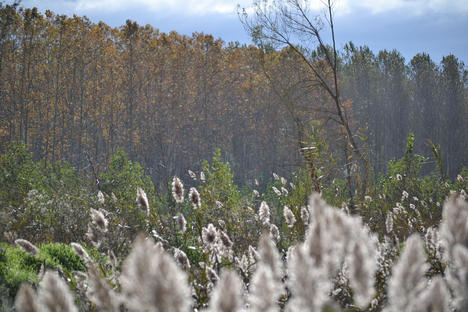 Nikon D3100 sample photo. Contrast, nature, autumn photography
