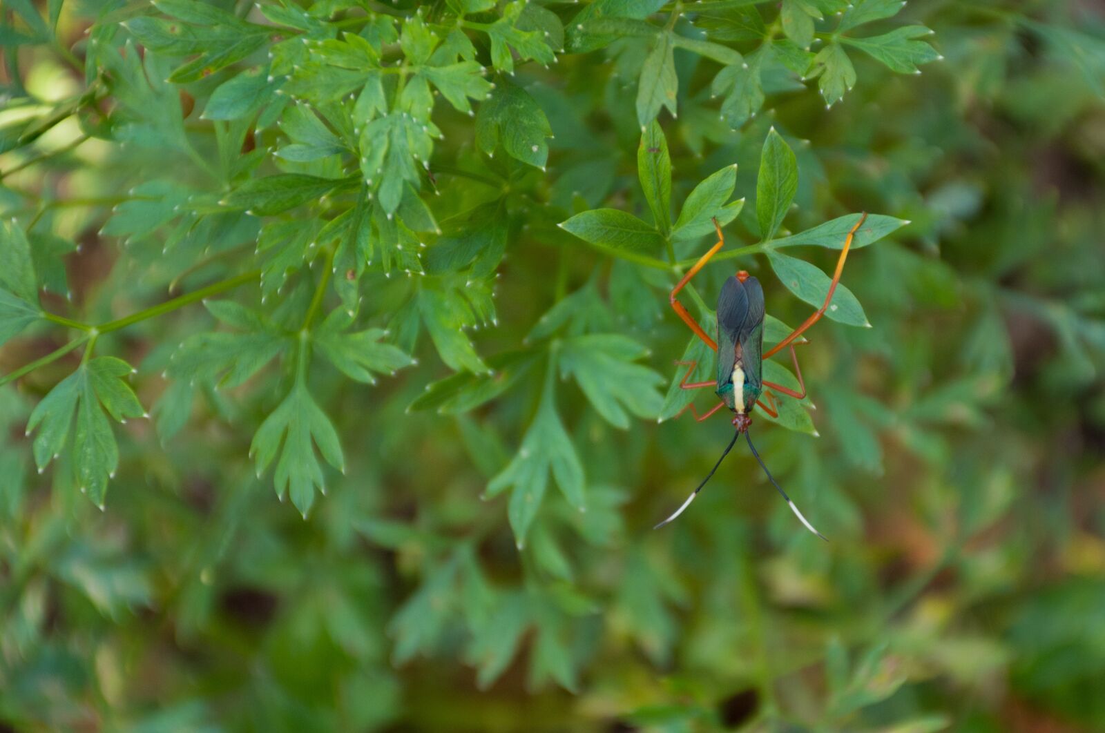 Nikon D7200 sample photo. Leaf, nature, plant photography