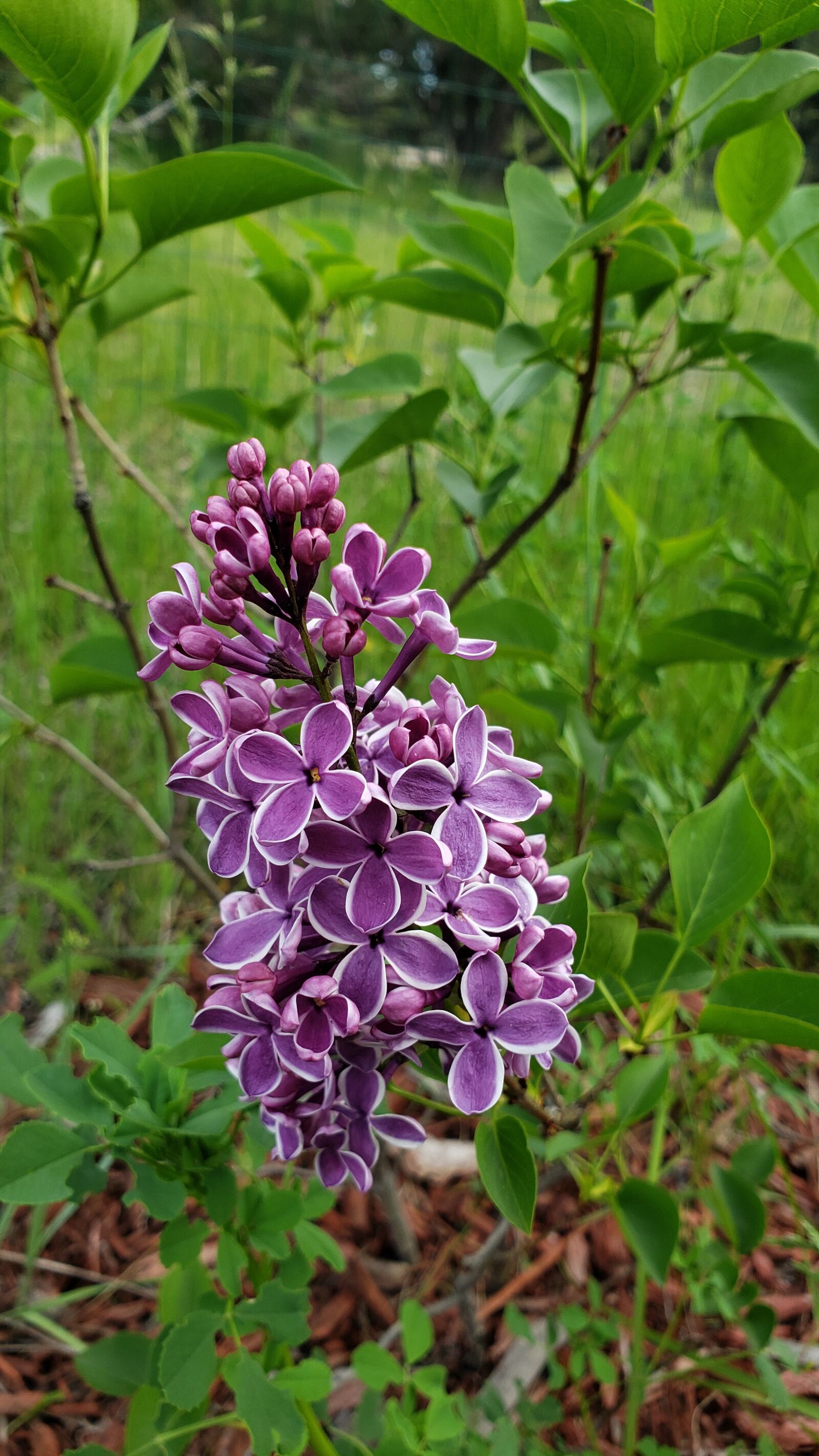 Samsung Galaxy Note9 sample photo. Easter, lilac, sensation photography
