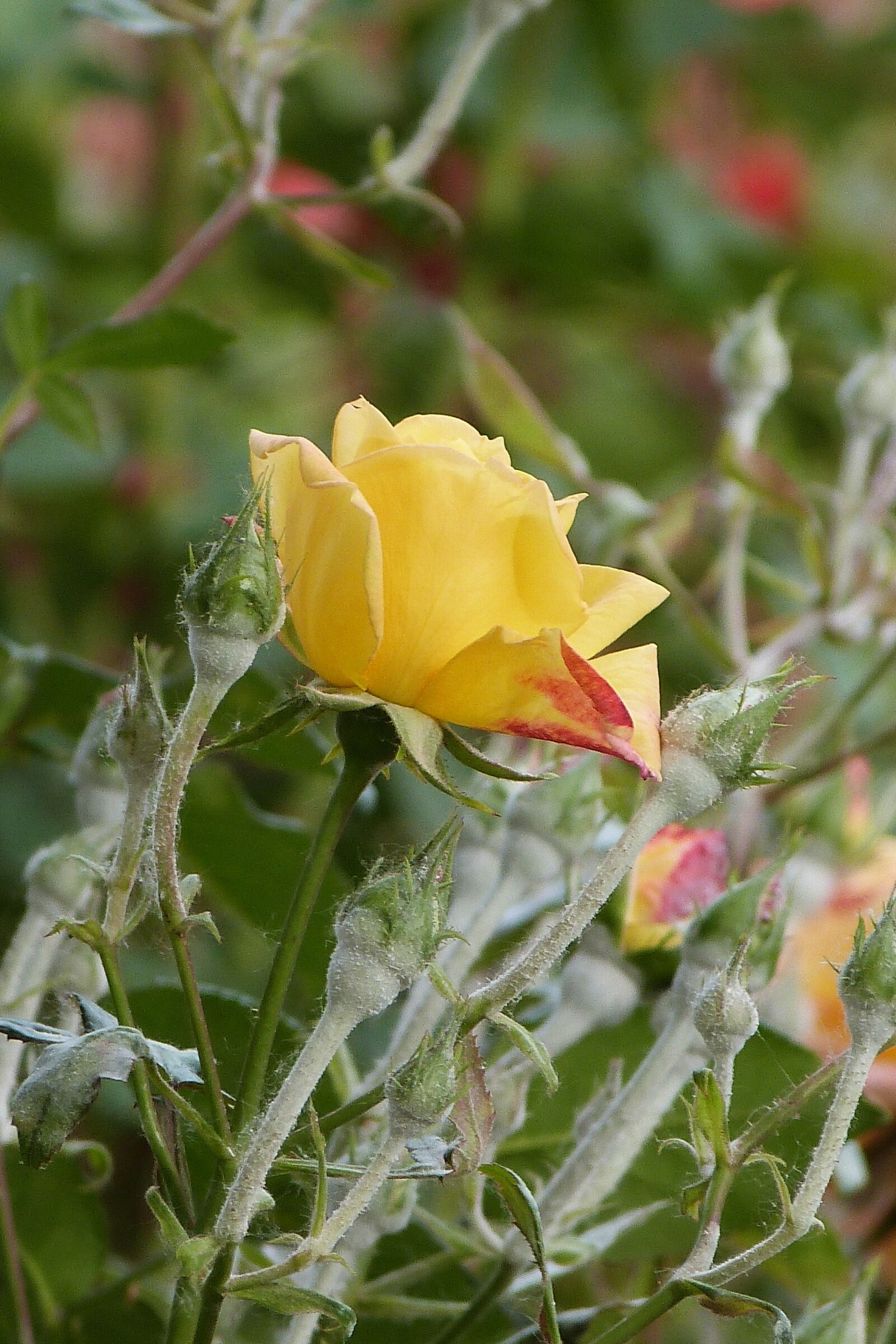 Panasonic Lumix DMC-FZ47 (Lumix DMC-FZ48) sample photo. Rosa, nature, garden photography