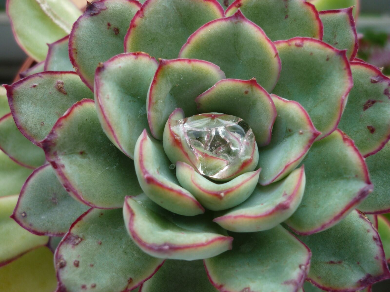 Panasonic Lumix DMC-FS6 sample photo. Thick sheet greenhouse, houseleek photography