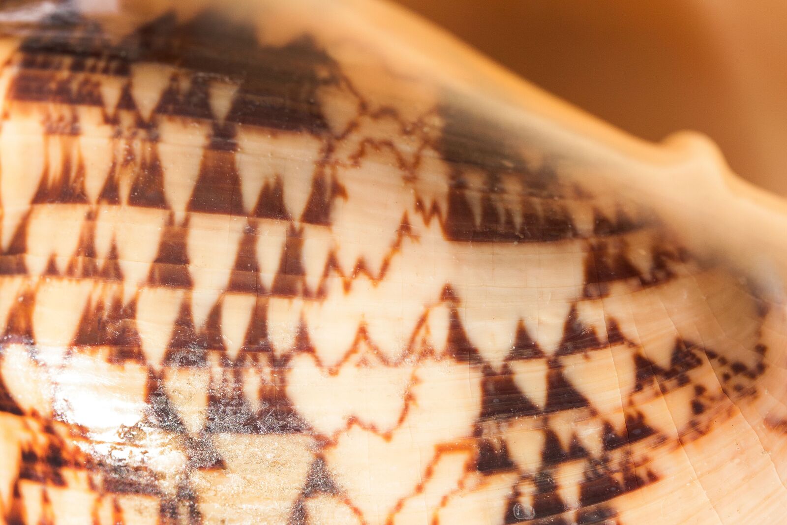 Canon EOS 50D sample photo. Sea snail, snail, sea photography