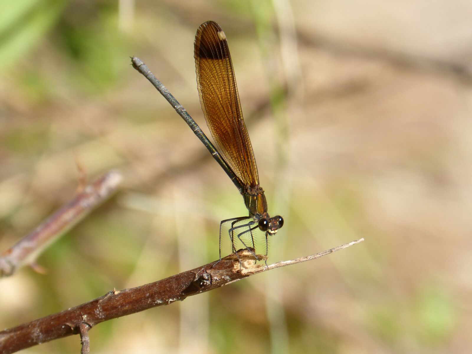Panasonic DMC-FZ62 sample photo. Dragonfly, damselfly, insect photography