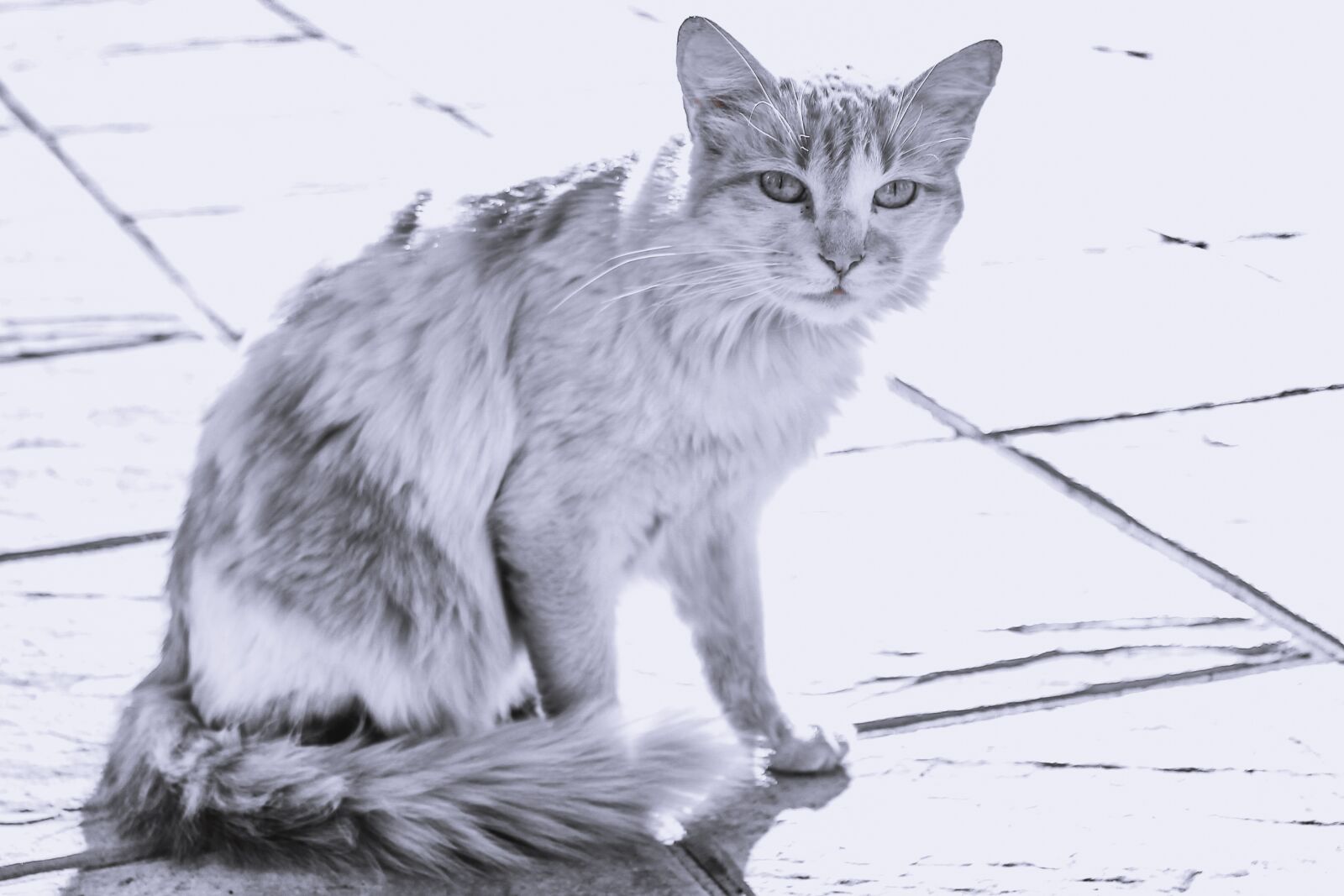 Canon EOS 1100D (EOS Rebel T3 / EOS Kiss X50) sample photo. Cat, yellow, looks photography