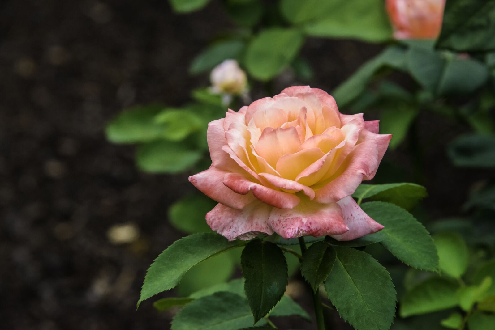 Nikon D800 sample photo. Roses, flowers, bloom photography