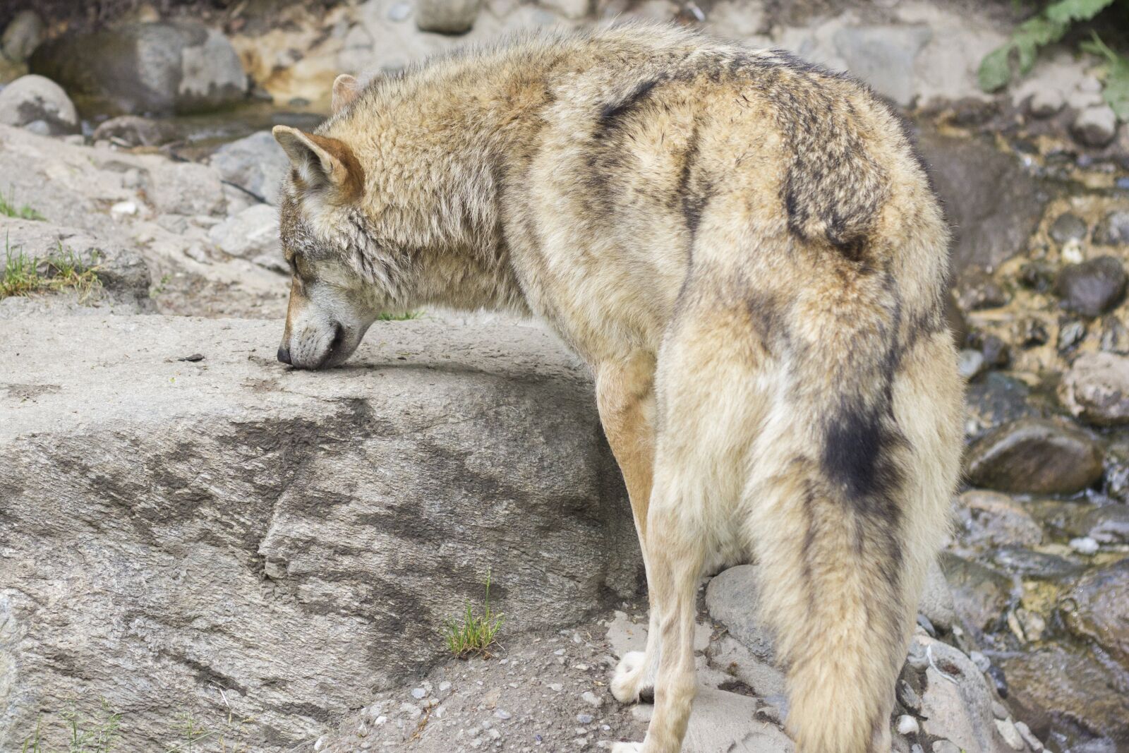 Canon EOS 60D + Canon EF 50mm F1.8 II sample photo. Wolf, canis lupus, wild photography