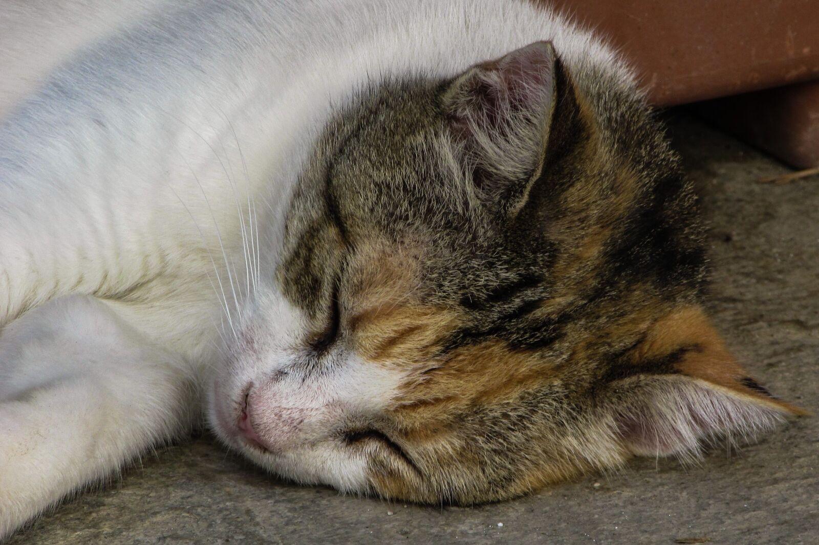 Canon PowerShot SX400 IS sample photo. Cat, resting, cute photography