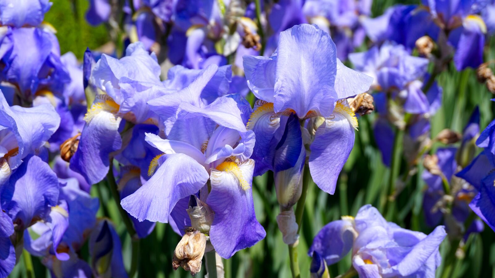 Sony Alpha a5000 (ILCE 5000) sample photo. Flowers, blue, iris photography