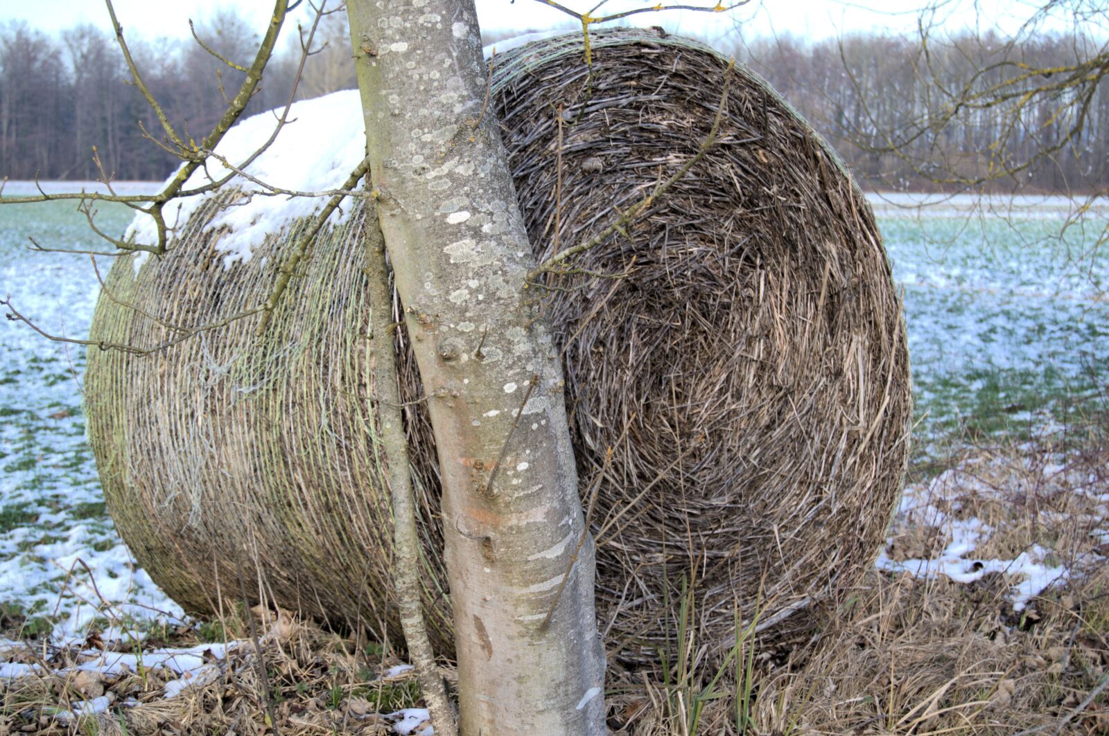 Nikon D3100 sample photo. Winter, tree, straw bales photography