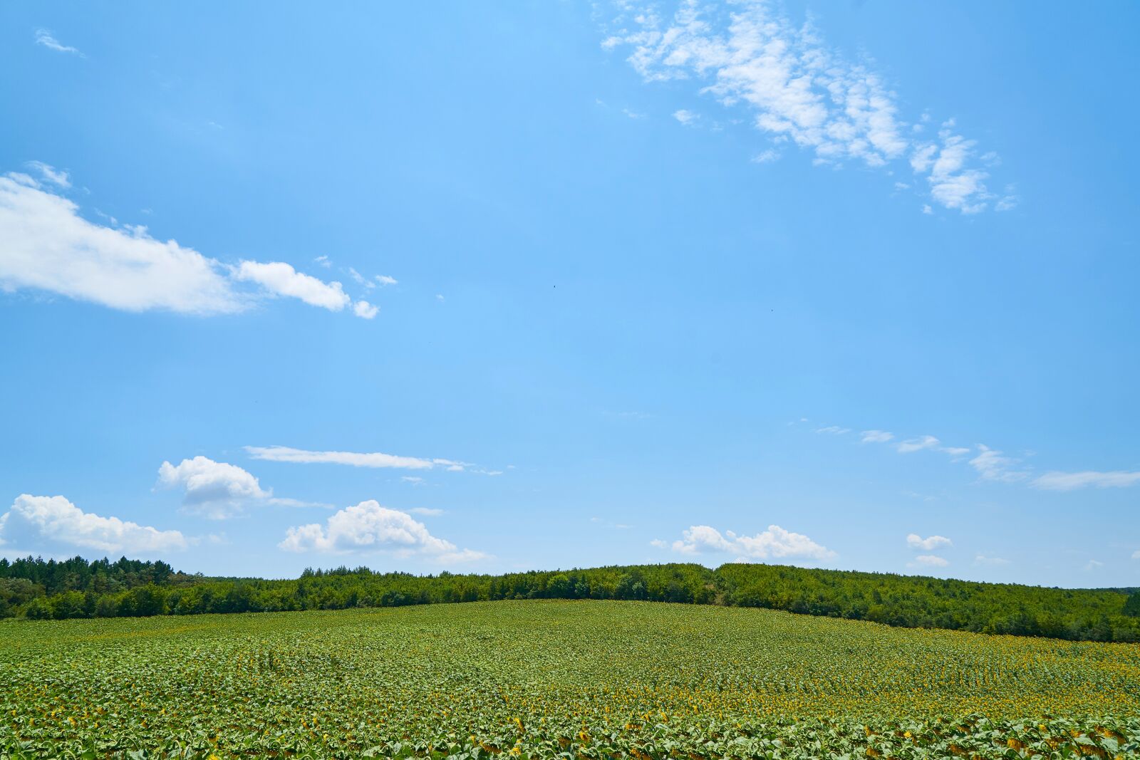 Sony a7R II sample photo. Landscape, wallpaper, background photography