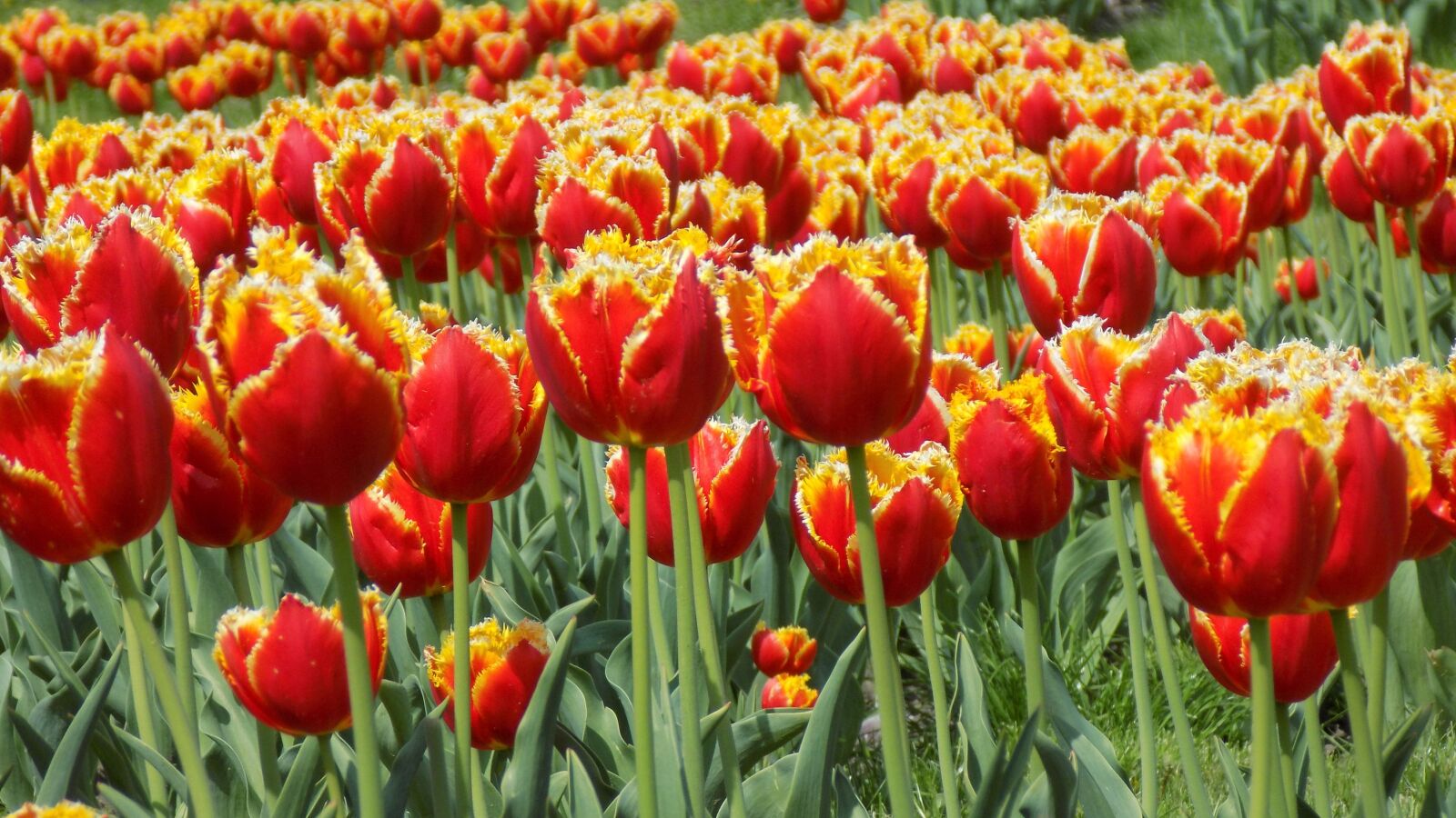 Nikon COOLPIX L330 sample photo. Flowers, tulips, botanical garden photography