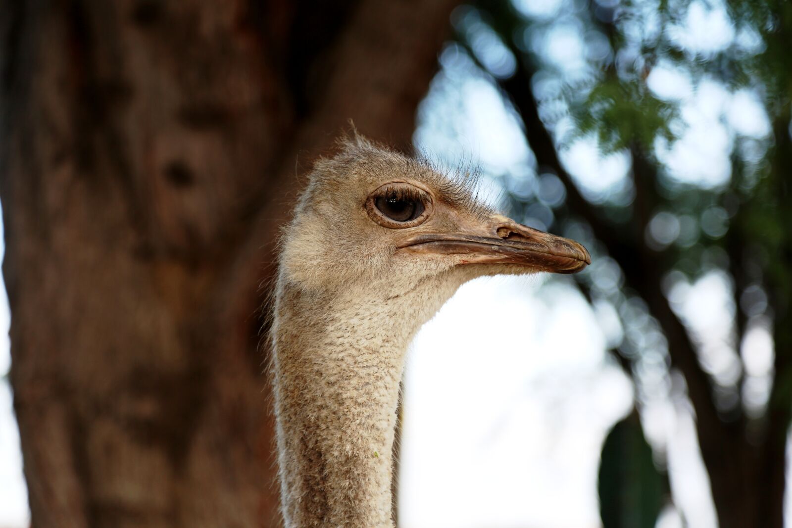 Canon EOS 5D Mark III sample photo. Ostrich head, bird, land photography