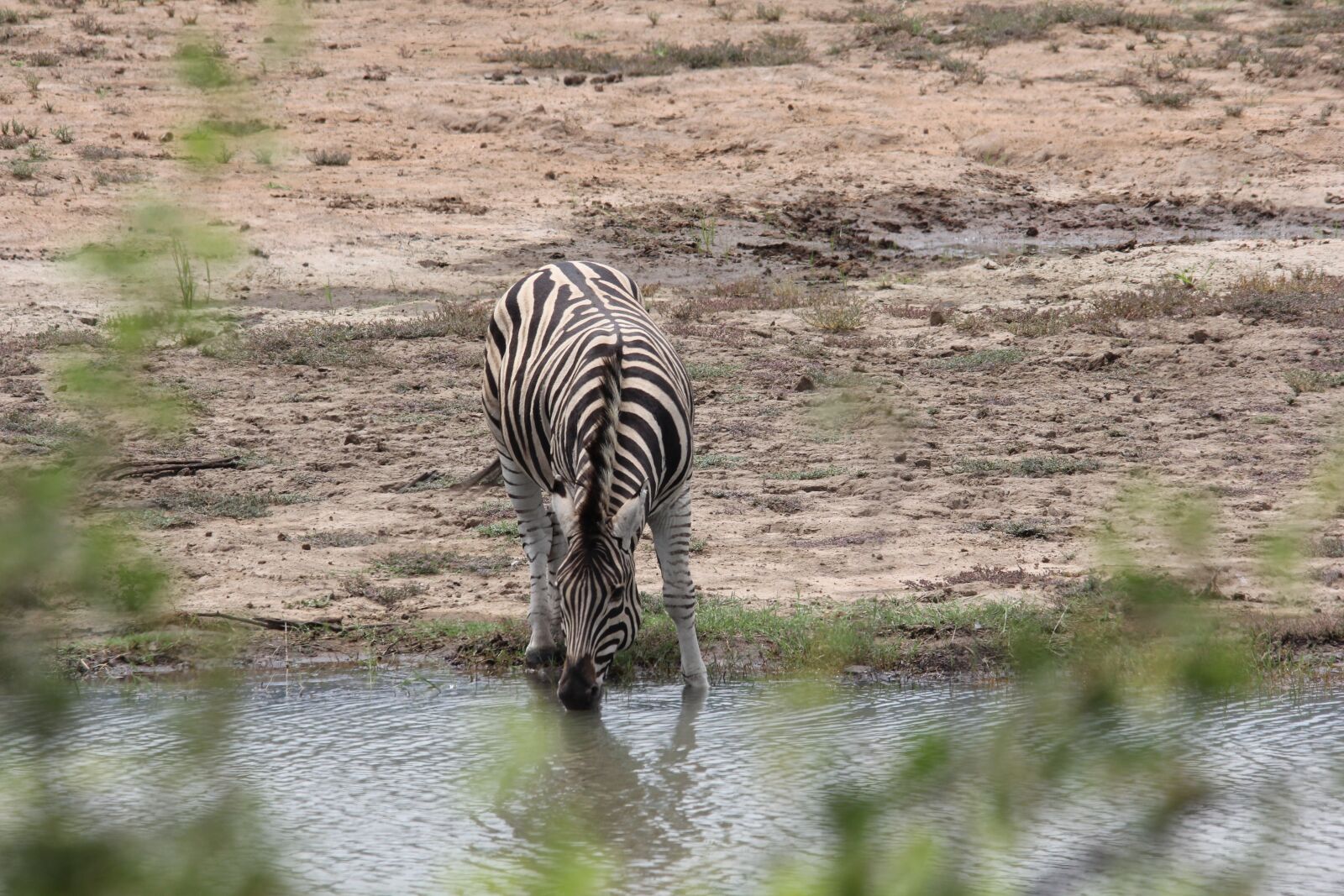 Canon EOS 60D sample photo. Zebra, drinking, water photography