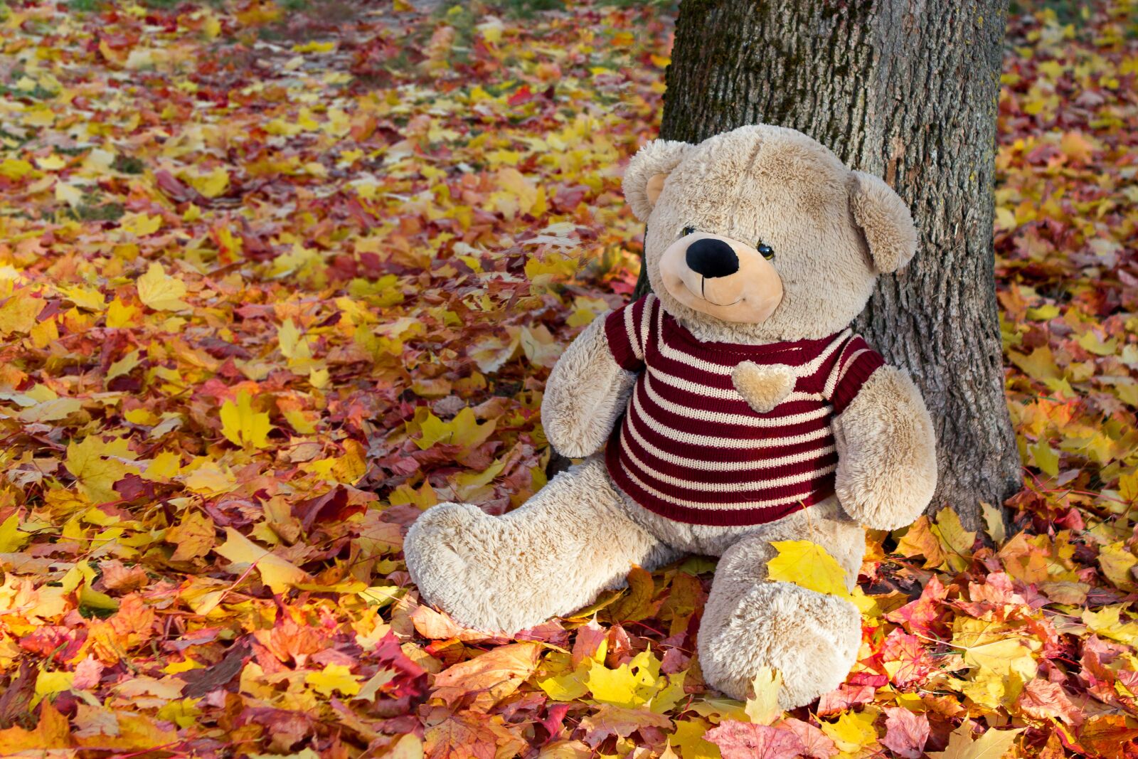 Canon EOS 60D + Canon EF 24-70mm F2.8L USM sample photo. Autumn, toy, leaves photography