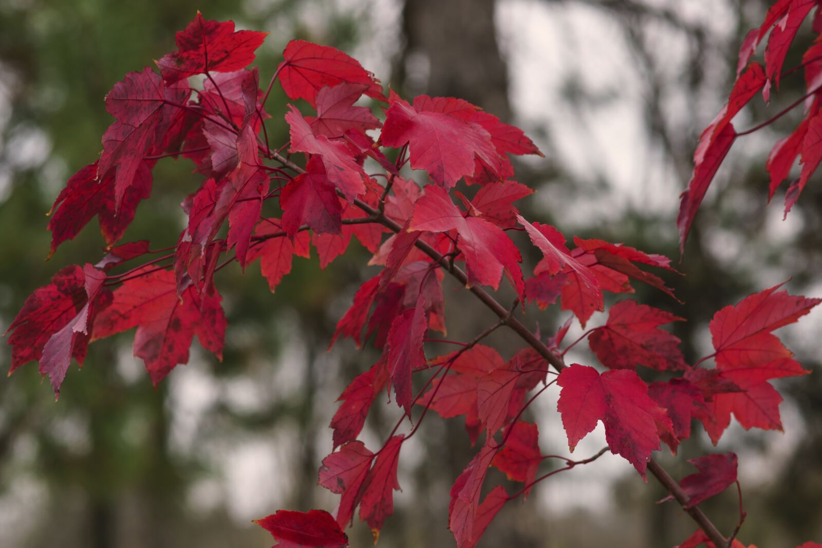85mm F1.4 sample photo. Maple, leaves, maple leaves photography