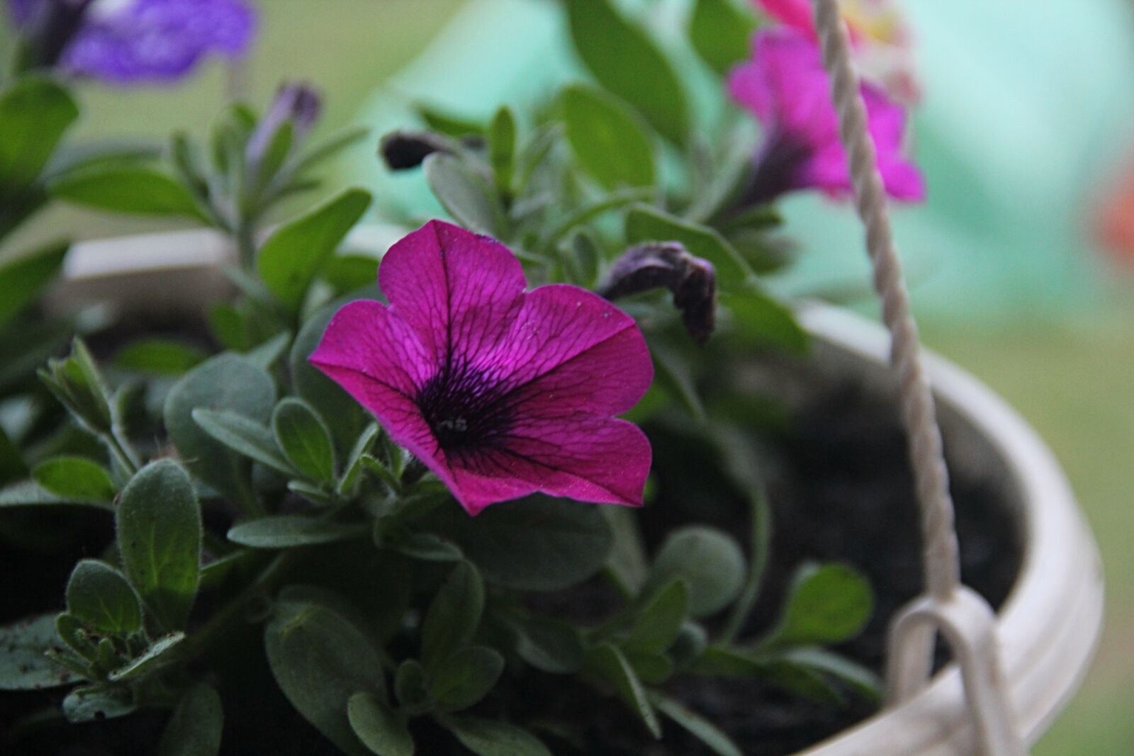 Canon EOS 550D (EOS Rebel T2i / EOS Kiss X4) sample photo. Zaharada, green, flower photography