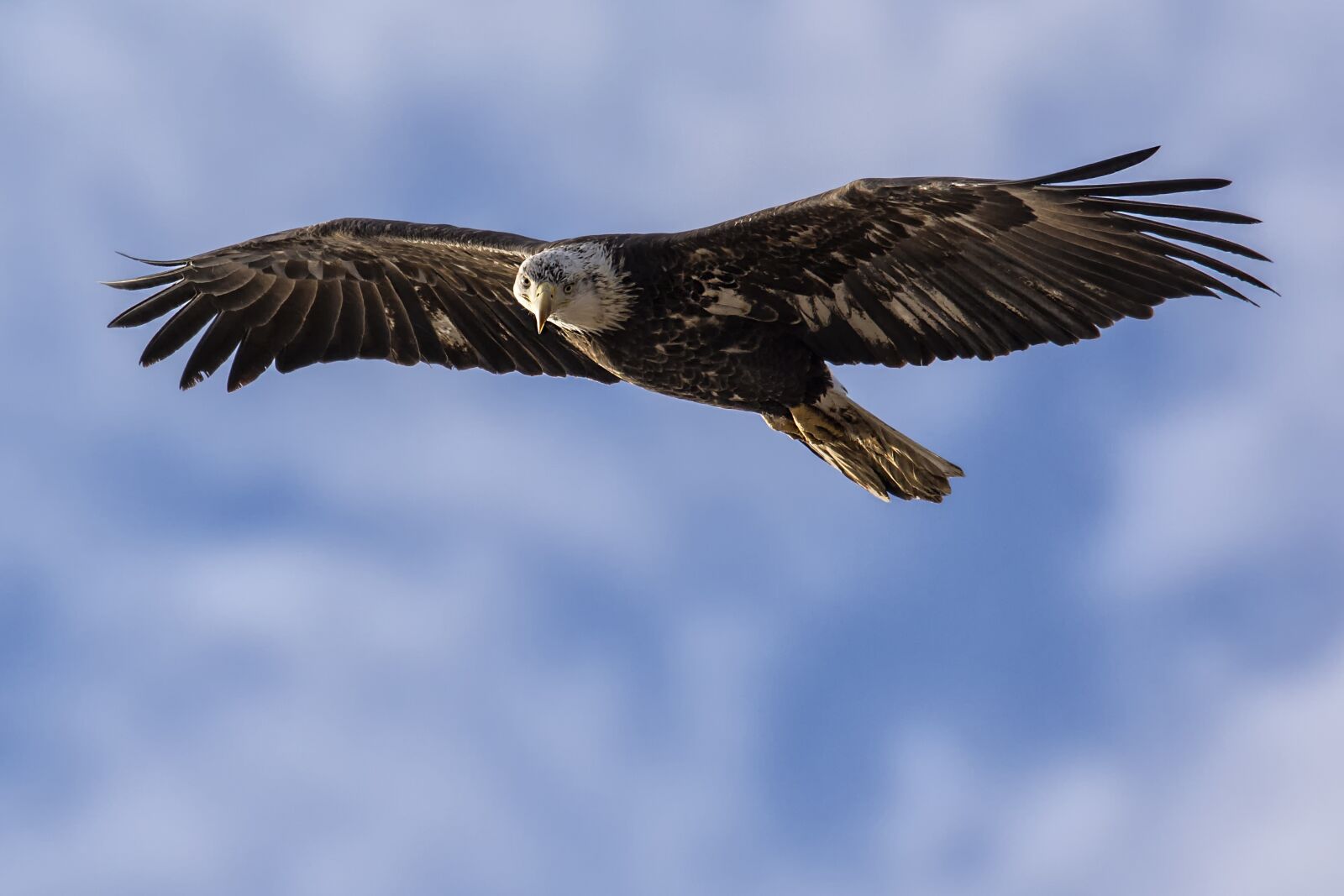 Nikon D7100 sample photo. Bird, raptor, wildlife photography