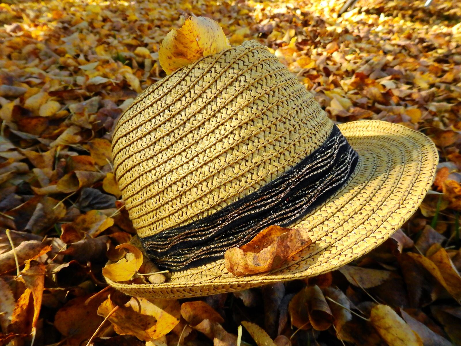 Nikon Coolpix P900 sample photo. Autumn, leaves, wet photography